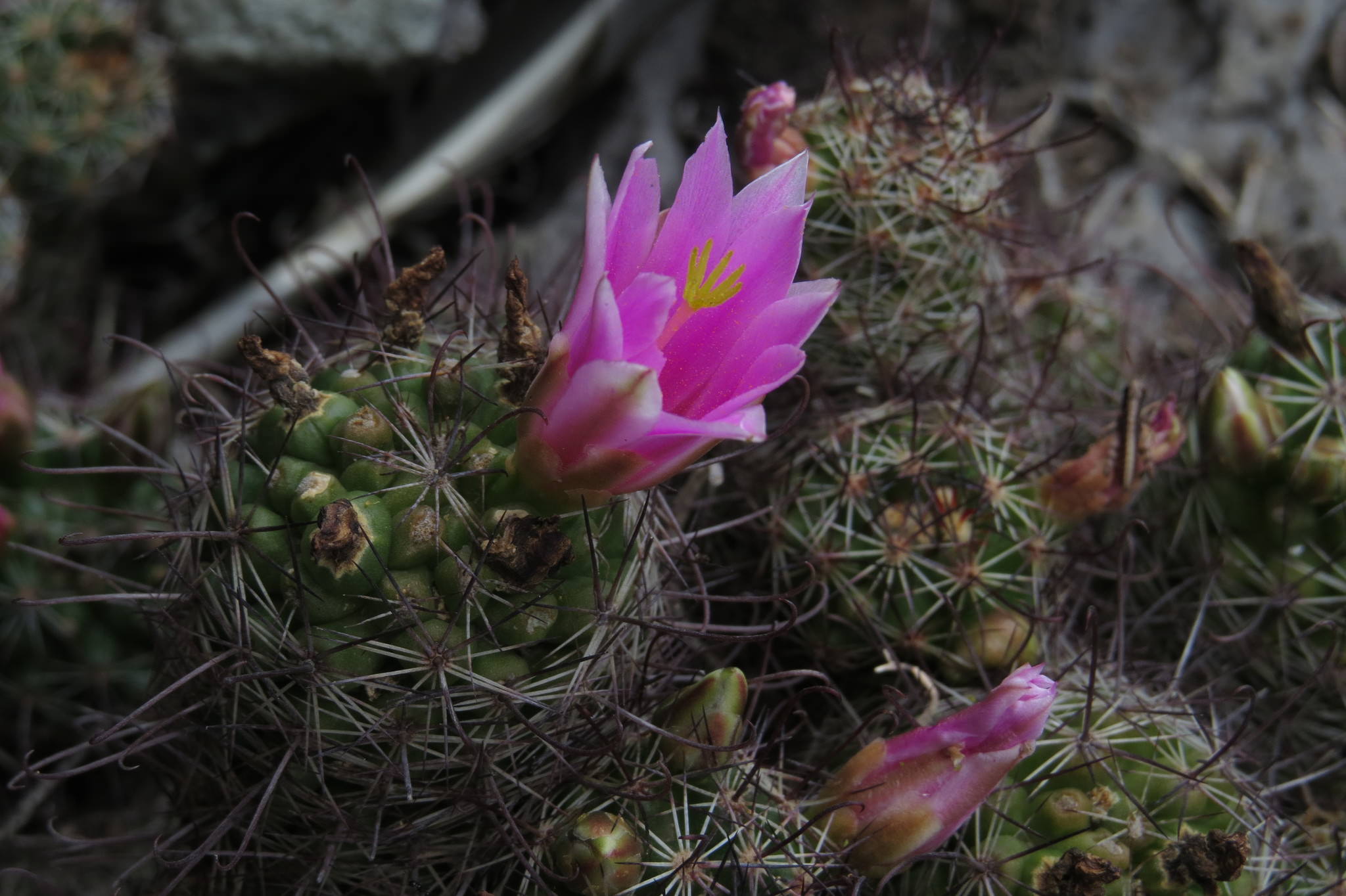 Mammillaria mazatlanensis ssp. patonii